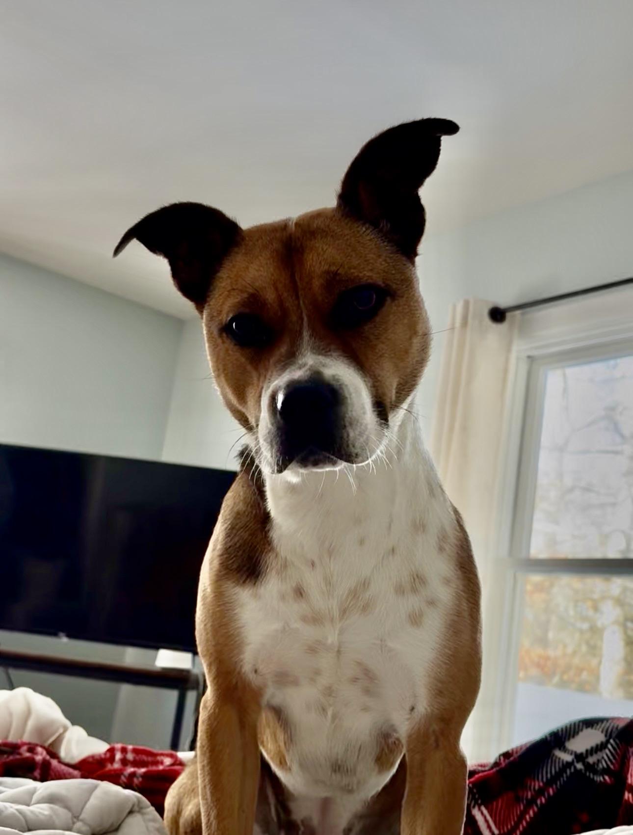 Rose, adopted, Young Female Boxer & Weimaraner.