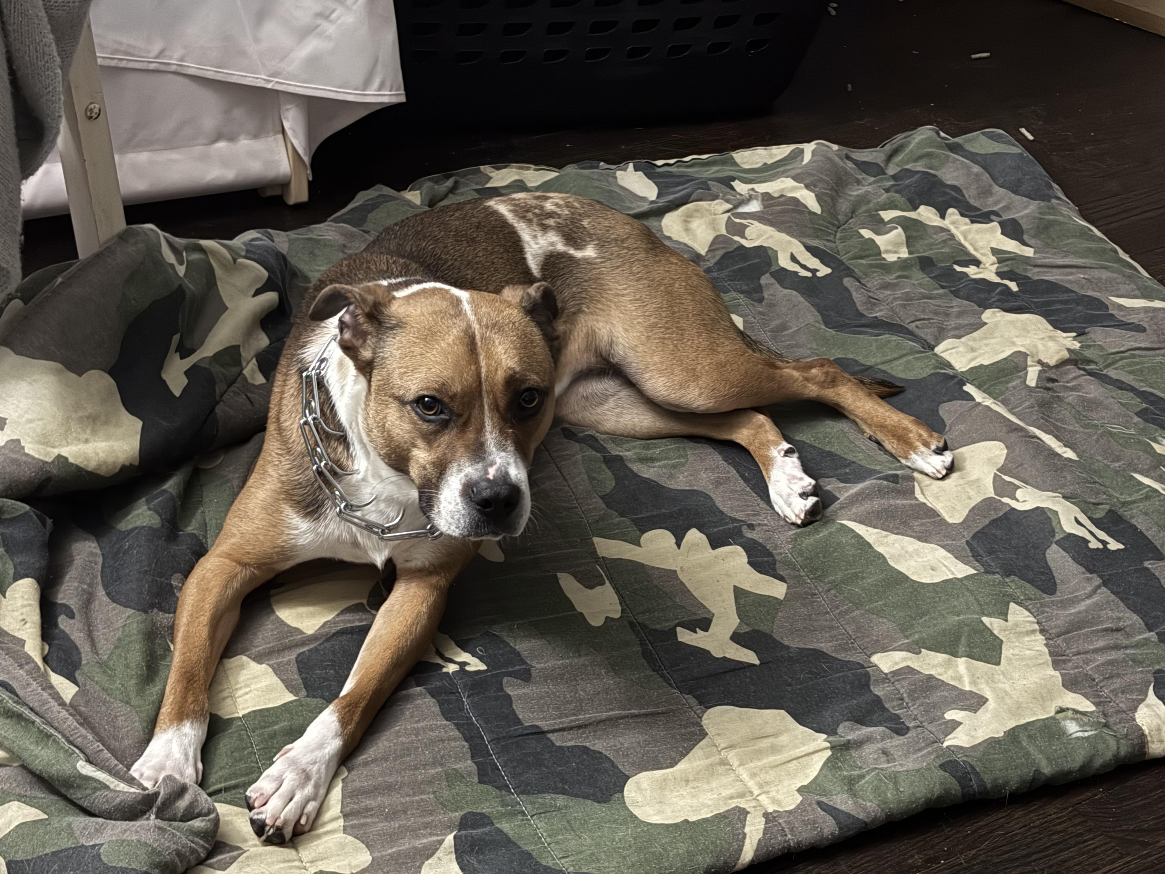 Enlarge Rose, an adopted mixed breed in Galloway, NJ image 2/6