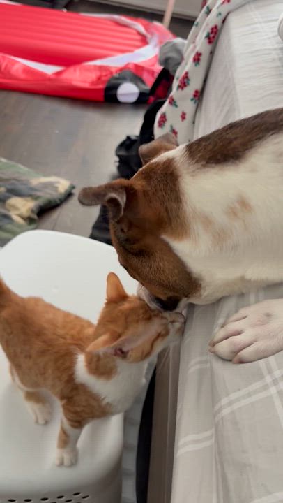 Enlarge Rose, an adopted mixed breed in Galloway, NJ video 6/6