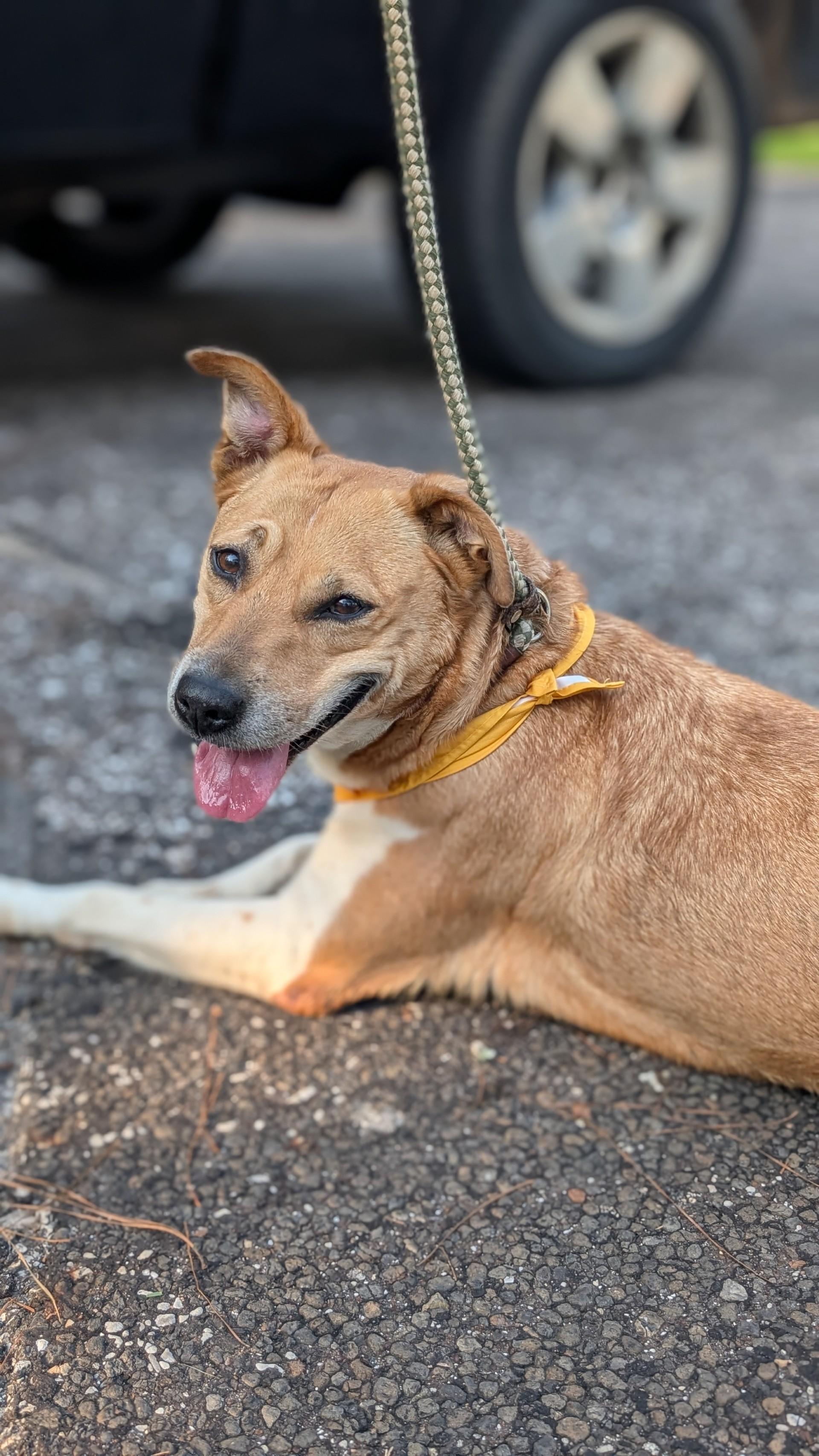 Brooke, Adoptable, Adult Female Carolina Dog.