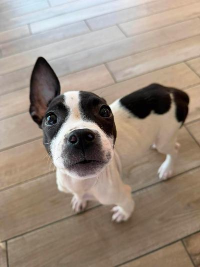 Ricky, ADOPTABLE, Puppy Male Pit Bull Terrier.