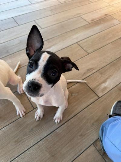 Enlarge Ricky, a ADOPTABLE mixed breed in Fort Wayne, IN image 2/3