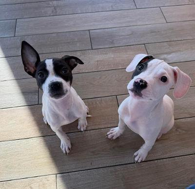 Enlarge Ricky, a ADOPTABLE mixed breed in Fort Wayne, IN image 3/3