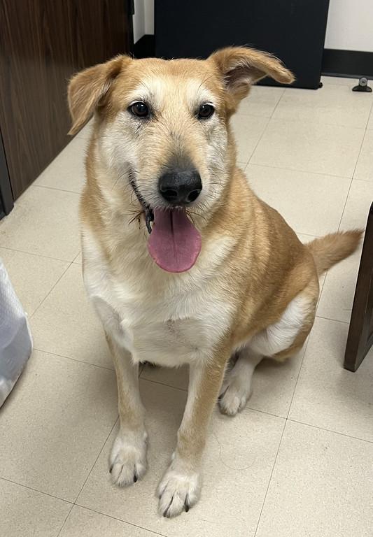 Enlarge Vincent **In Foster**, a ADOPTABLE mixed breed in Granbury, TX image 2/2