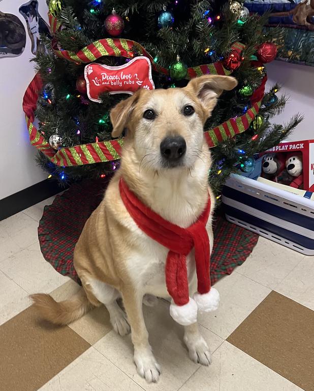 Vincent **In Foster**, ADOPTABLE, Adult Male Irish Wolfhound & Labrador Retriever.