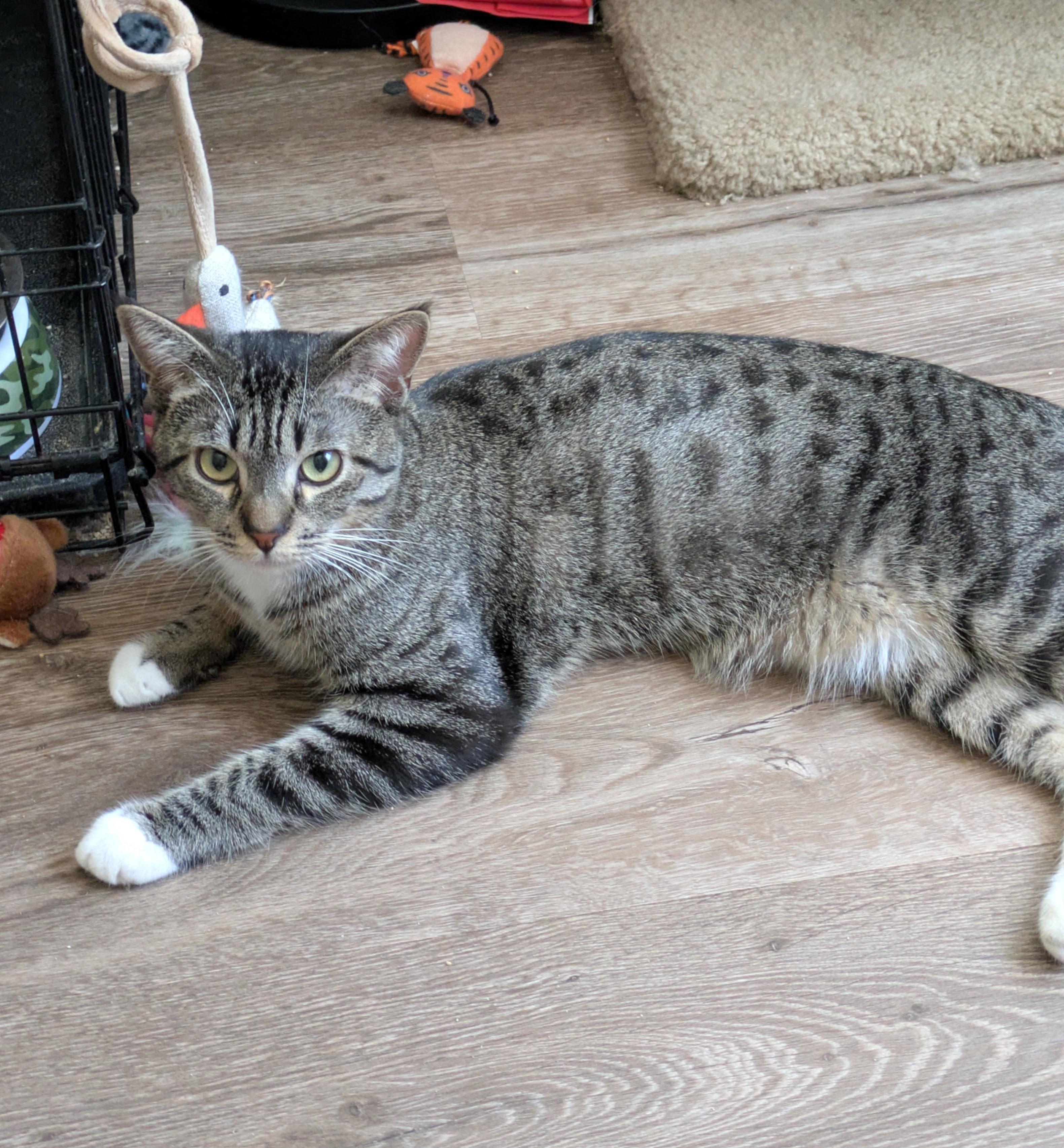 Rocky, ADOPTABLE, Adult Male Domestic Short Hair.