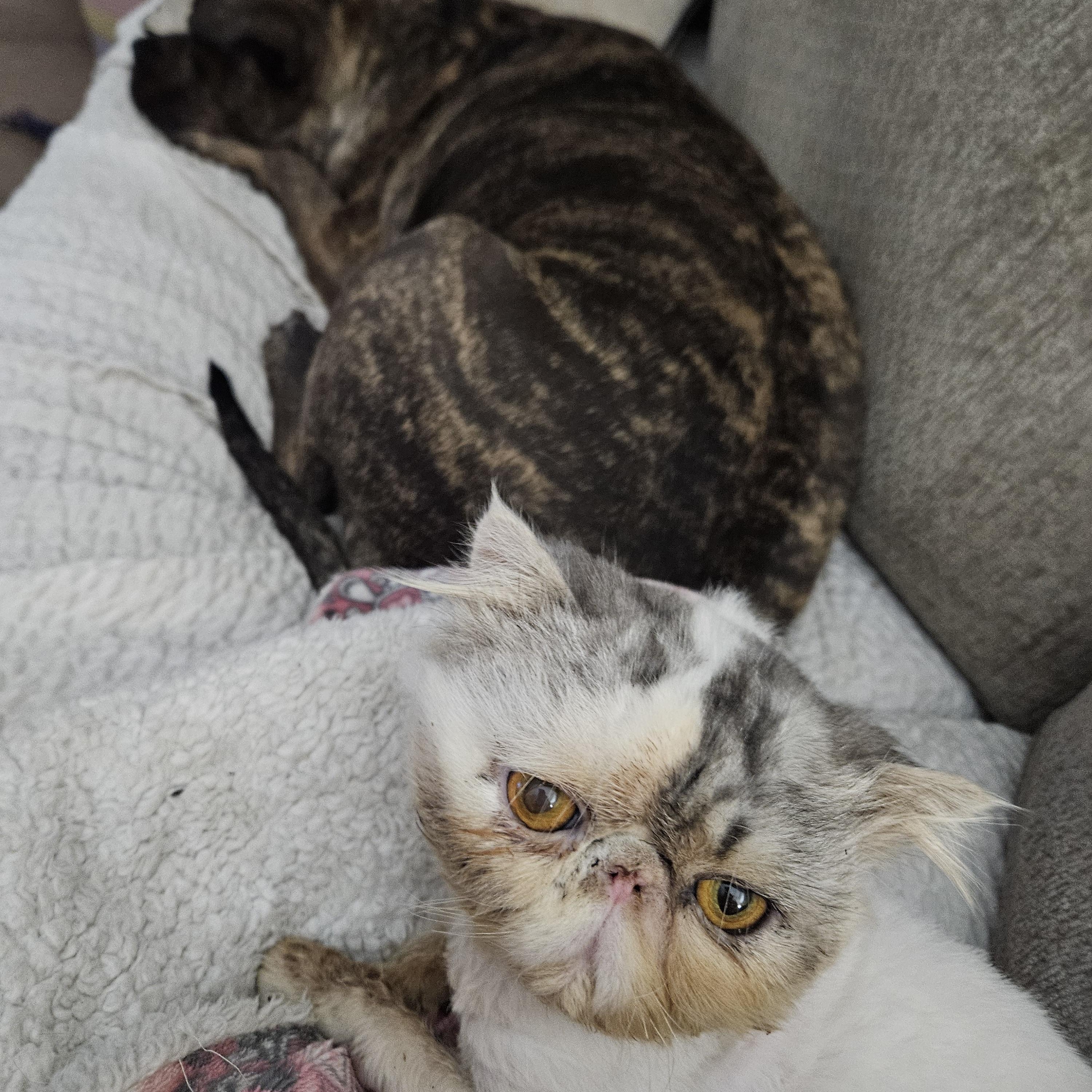 Otto, a Adoptable Persian in Orlando, FL image 4/4