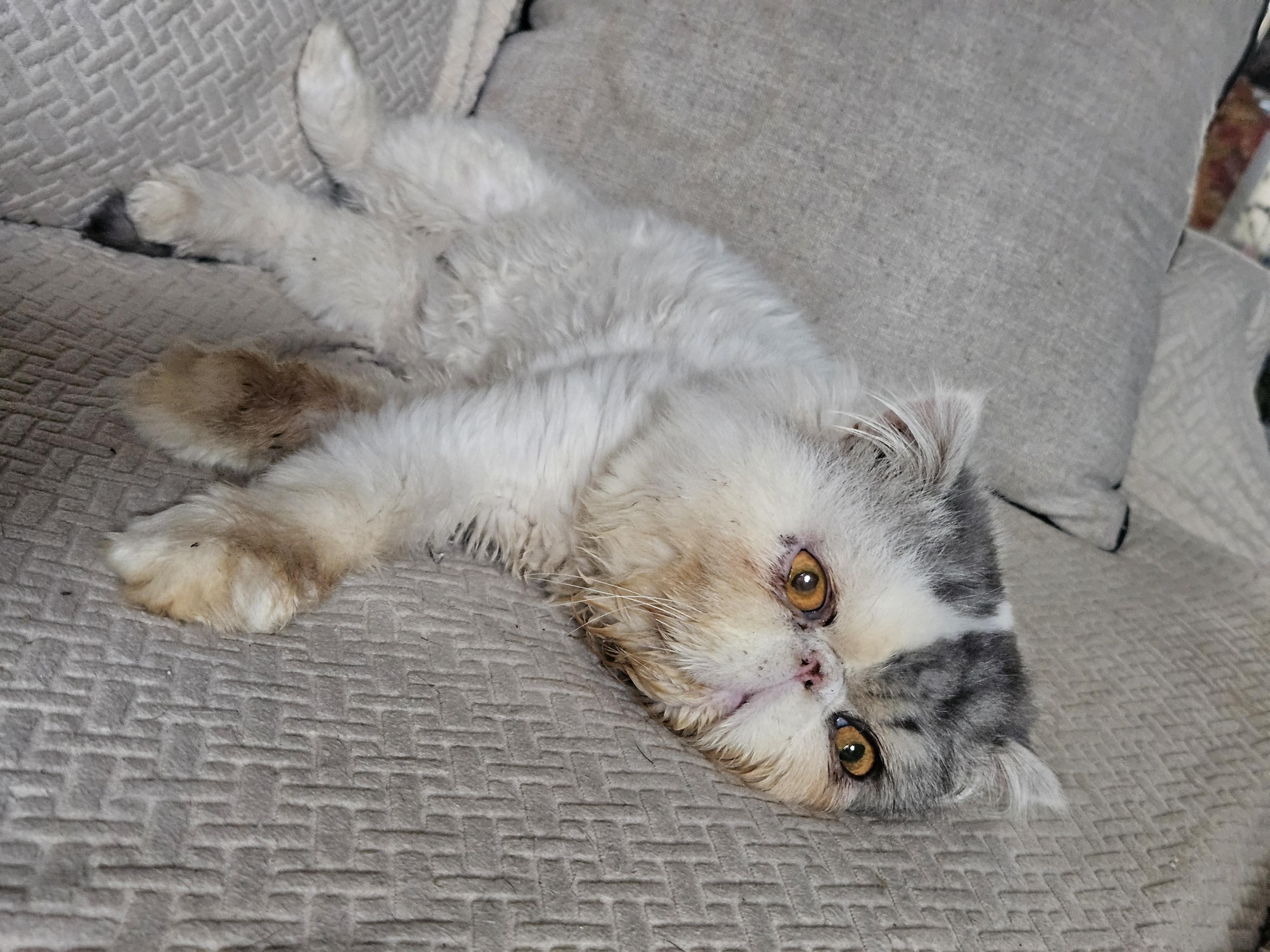 Otto, Adoptable, Senior Male Persian.