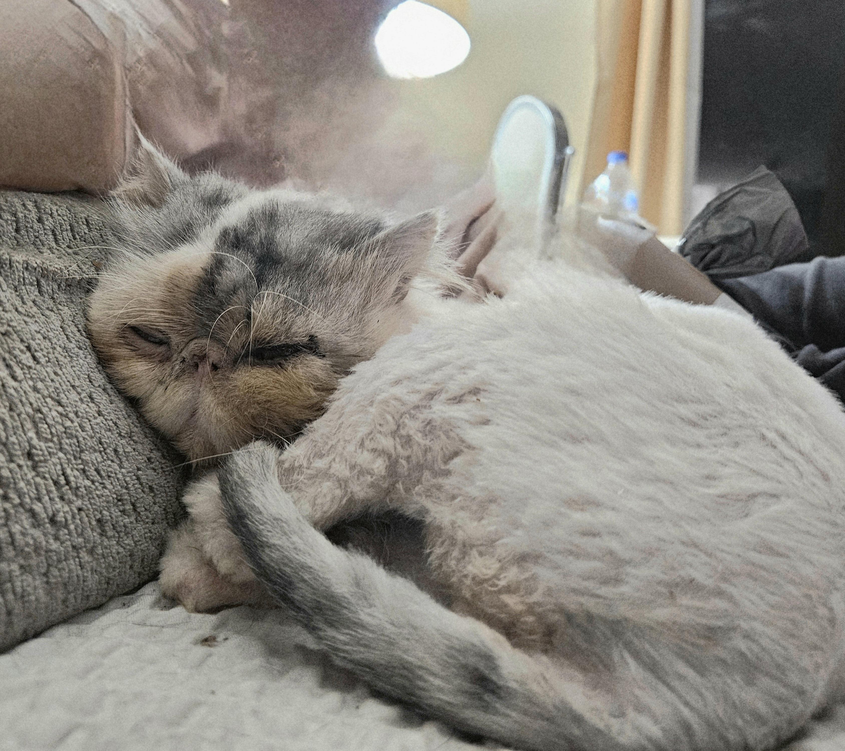 Otto, a Adoptable Persian in Orlando, FL image 3/4