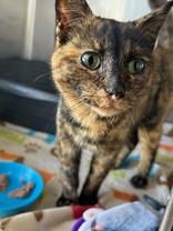 Matilda, adoptable, Adult Female Domestic Short Hair.