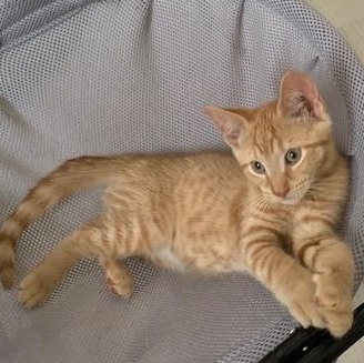 Whisky