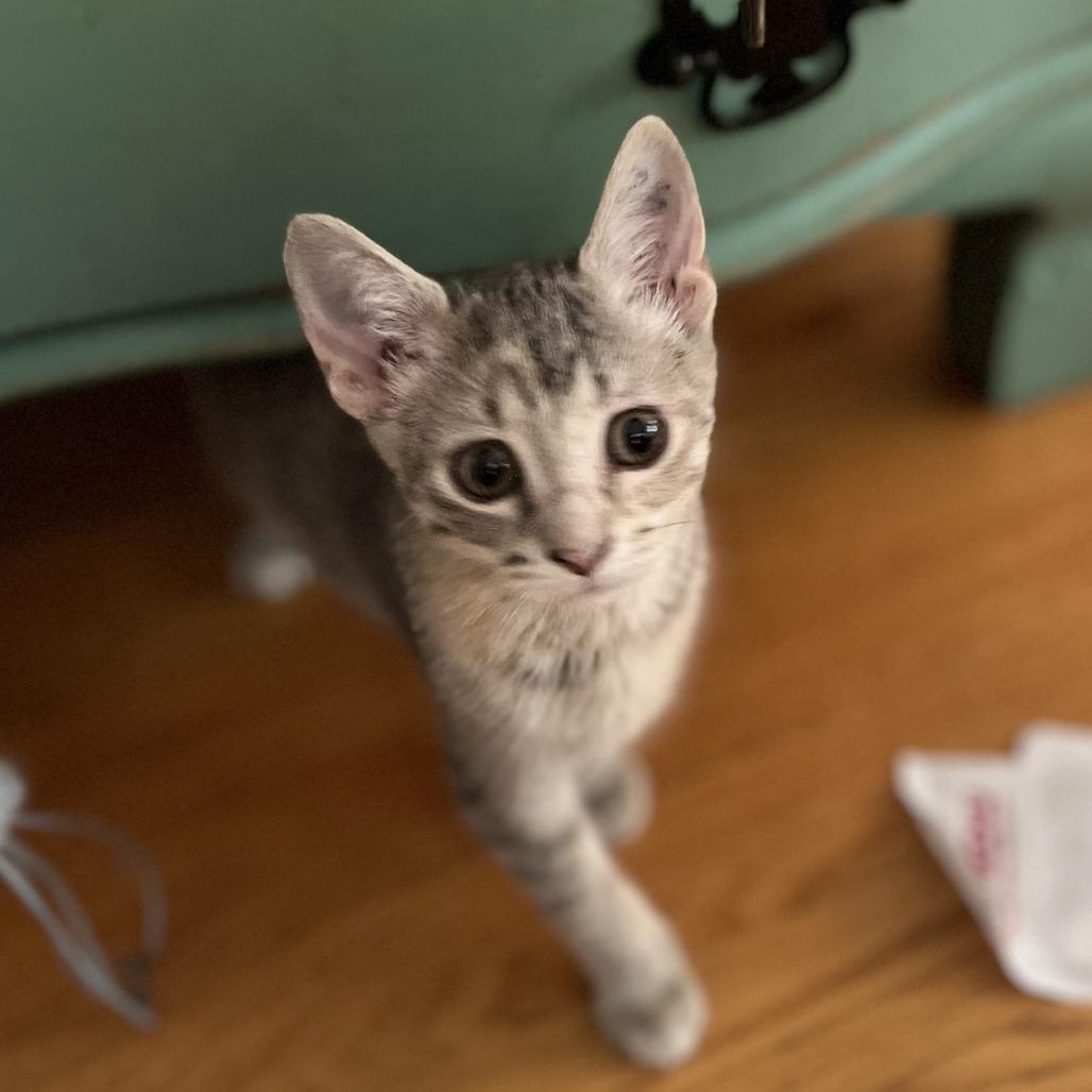 Ms. Scarlett, a Adoptable Domestic Short Hair in St. Paul, MN image 1/2