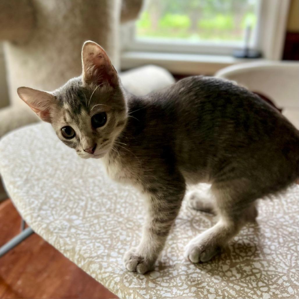 Ms. Scarlett, a Adoptable Domestic Short Hair in St. Paul, MN image 2/2