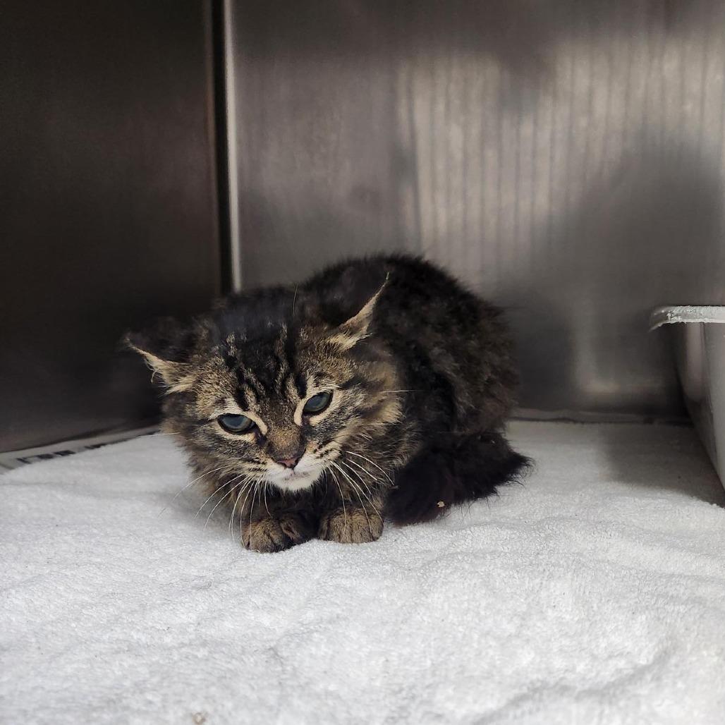 Enlarge Gene, a Adoptable Domestic Medium Hair in Bryan, TX image 1/1