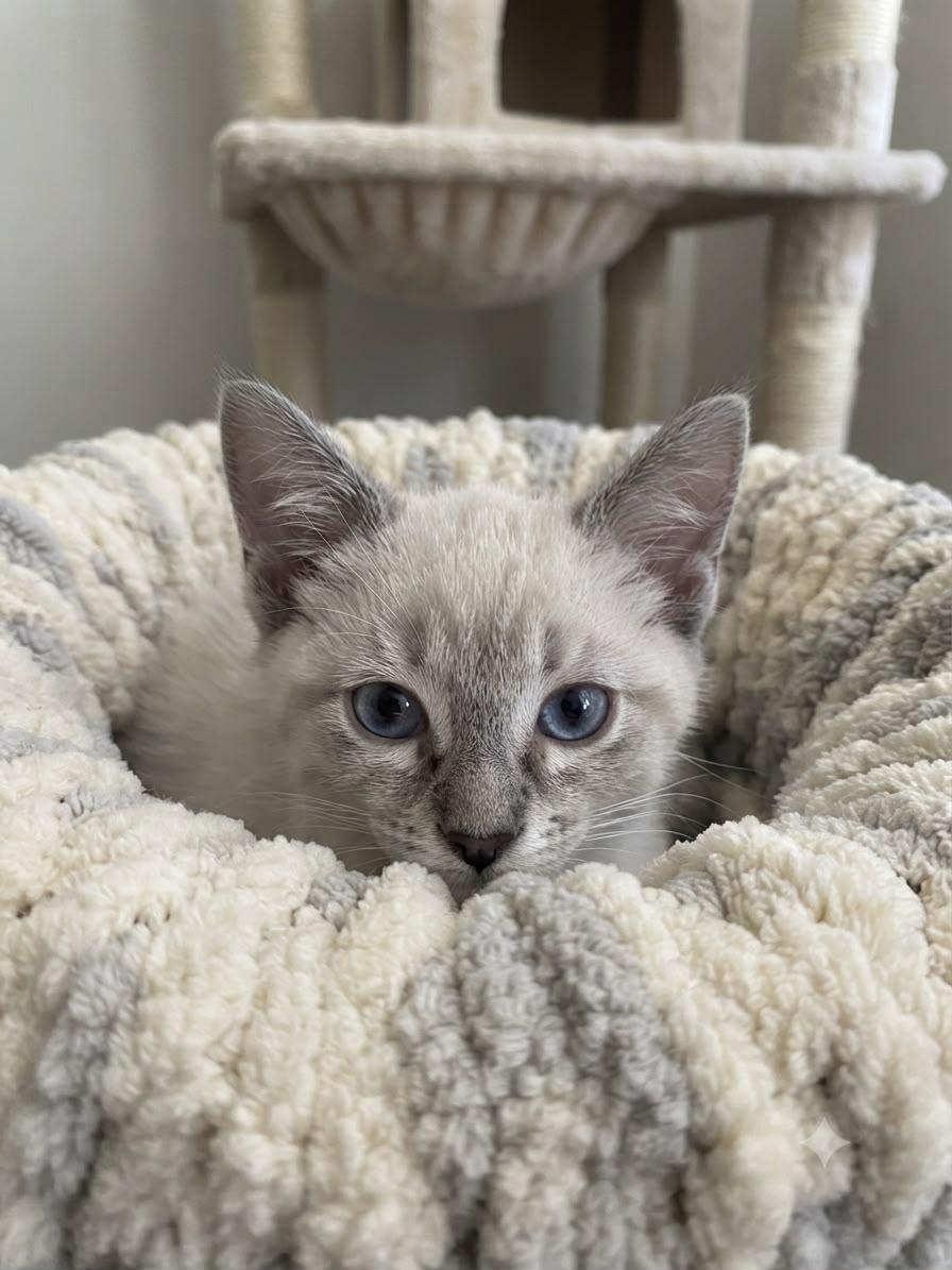 Sweet Pea and Snowball, an adopted mixed breed in Oceanside, CA image 5/6