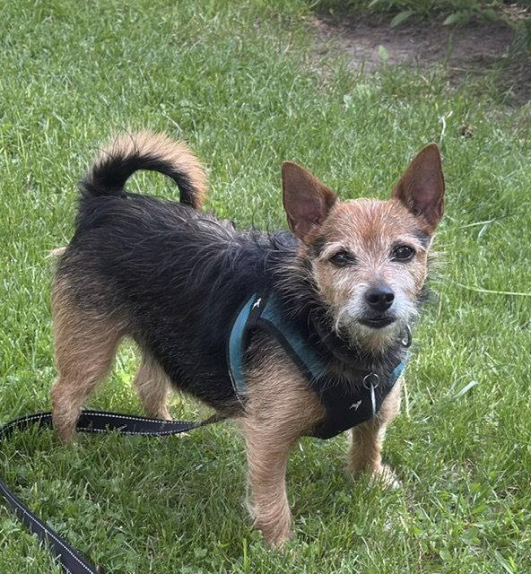 Poncho, Adopted, Young Male Yorkshire Terrier & Chihuahua.