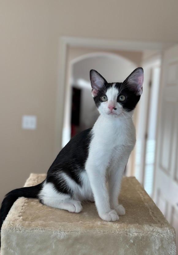 Charlie, Adoptable, Young Male Domestic Short Hair.