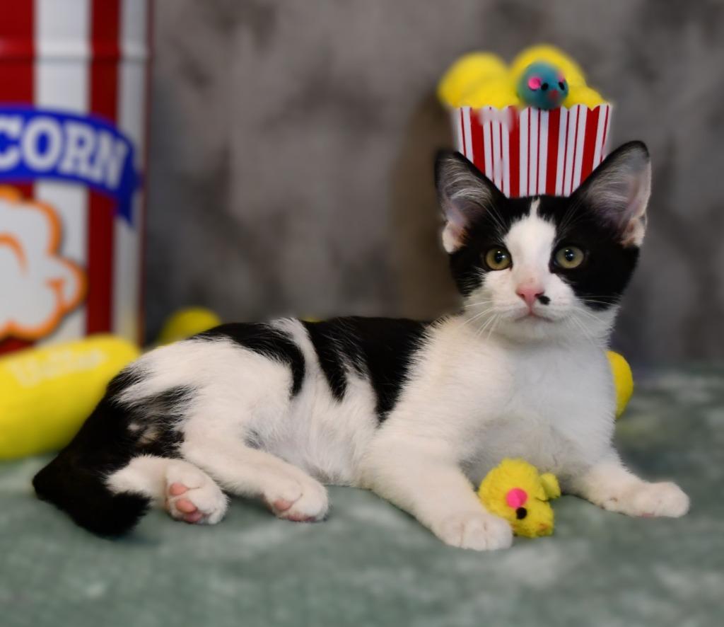 Enlarge Charlie, a Adoptable mixed breed in Roanoke, TX image 2/3