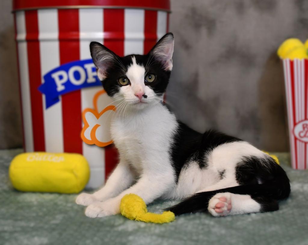 Enlarge Charlie, a Adoptable mixed breed in Roanoke, TX image 3/3