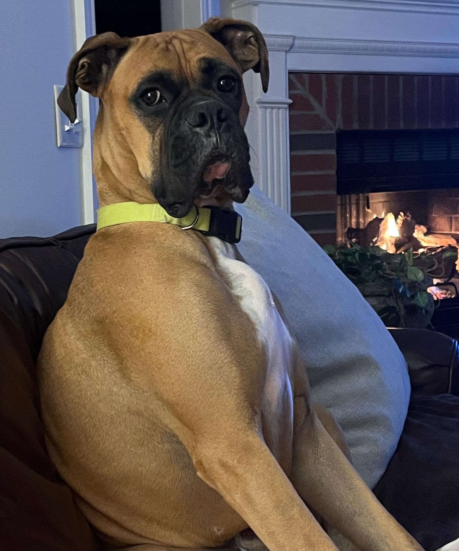Enlarge Luca F26-008, a Adopted Boxer in Crestview, FL image 1/3