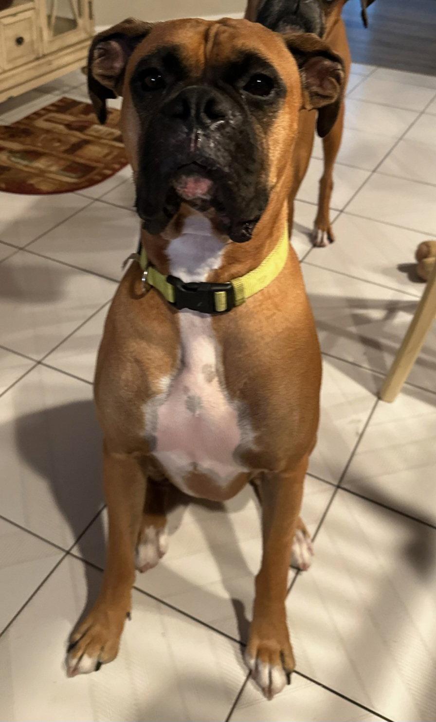 Enlarge Luca F26-008, a Adopted Boxer in Crestview, FL image 2/3