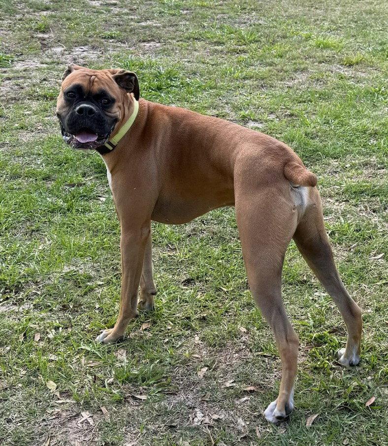 Enlarge Luca F26-008, a Adopted Boxer in Crestview, FL image 3/3
