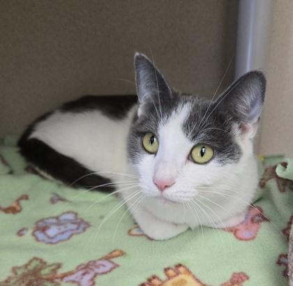 Lydia - I am at Petsmart Framingham, Adoptable, Young Female Domestic Short Hair & Domestic Short Hair.