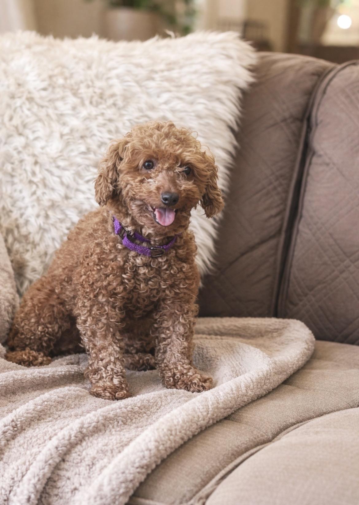 Enlarge Roxy, an adopted Miniature Poodle in Huntingtown, MD image 3/6