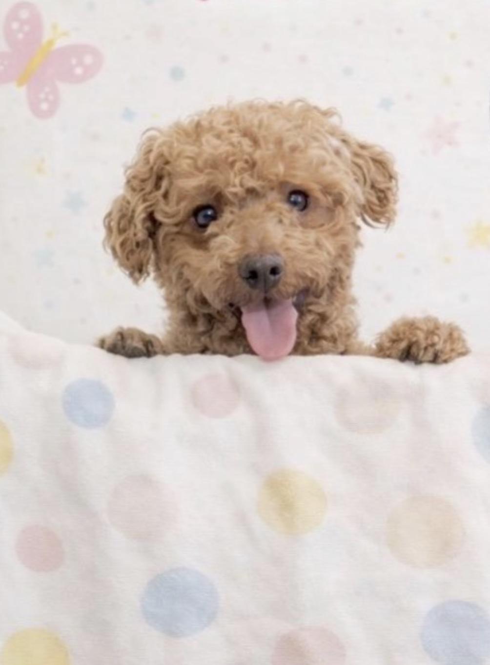 Enlarge Roxy, an adopted Miniature Poodle in Huntingtown, MD image 6/6