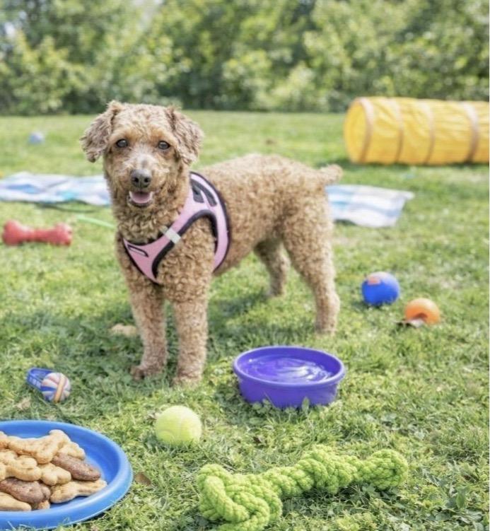 Enlarge Roxy, an adopted Miniature Poodle in Huntingtown, MD image 5/6