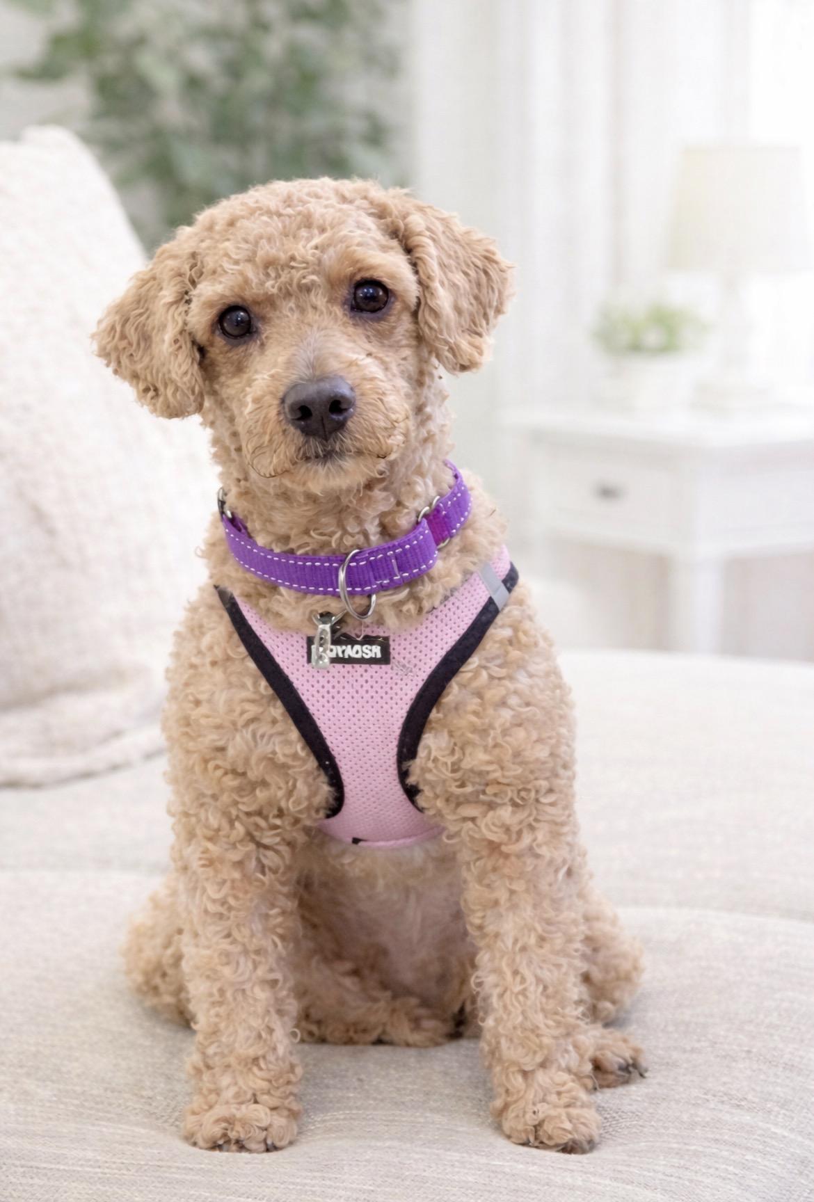 Enlarge Roxy, an adopted Miniature Poodle in Huntingtown, MD image 4/6