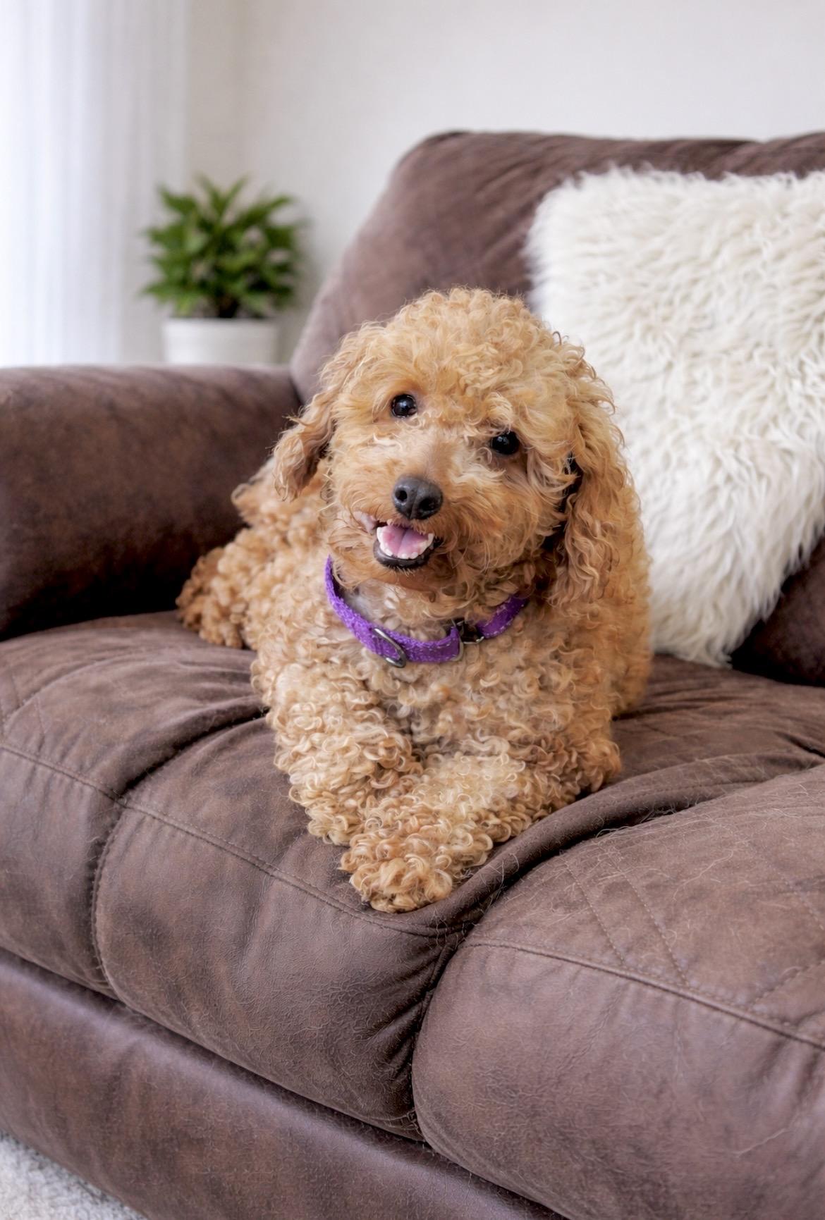 Enlarge Roxy, an adopted Miniature Poodle in Huntingtown, MD image 2/6