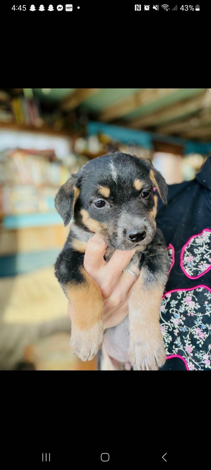 Enlarge Pixie, an adopted Mixed Breed in Wilsall, MT image 1/1