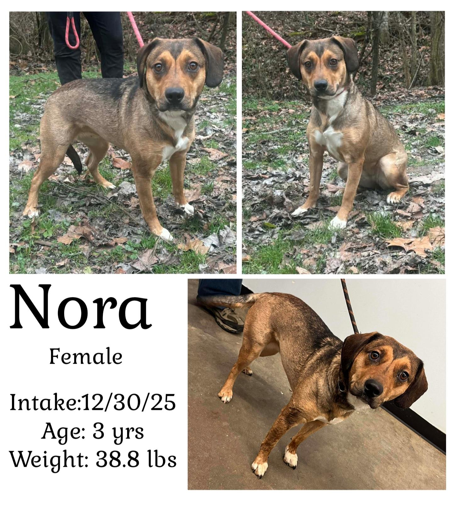 Nora, ADOPTABLE, Adult Female Terrier.