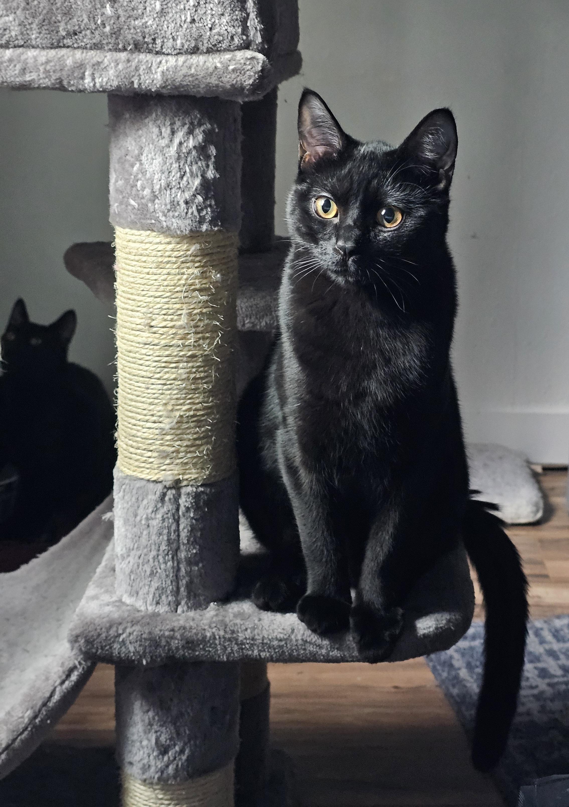 DOVE (Sibling to GODIVA and Babe RUTH) , a Adoptable Domestic Short Hair in Puyallup, WA image 2/3