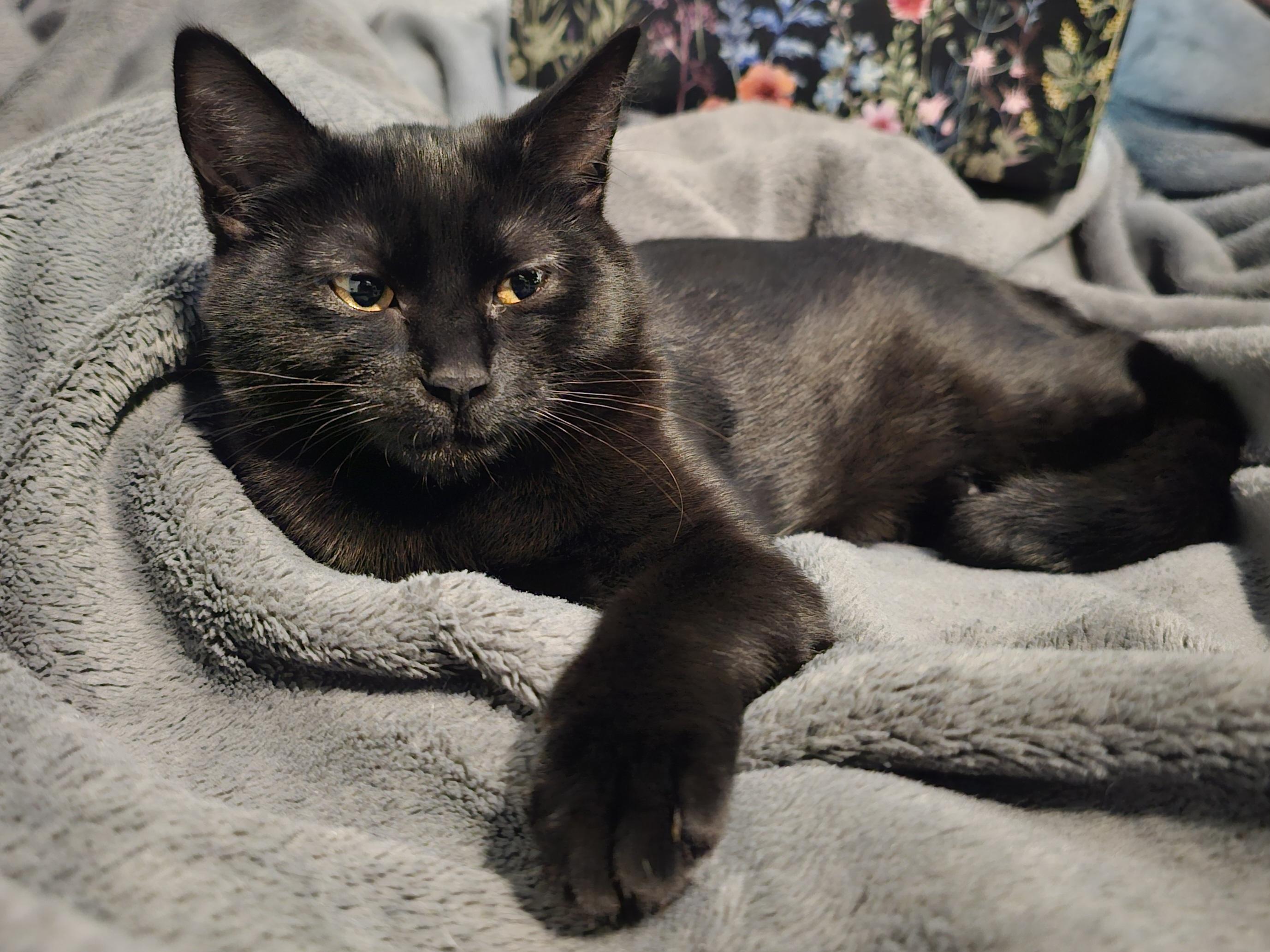 DOVE (Sibling to GODIVA and Babe RUTH) , a Adoptable Domestic Short Hair in Puyallup, WA image 3/3