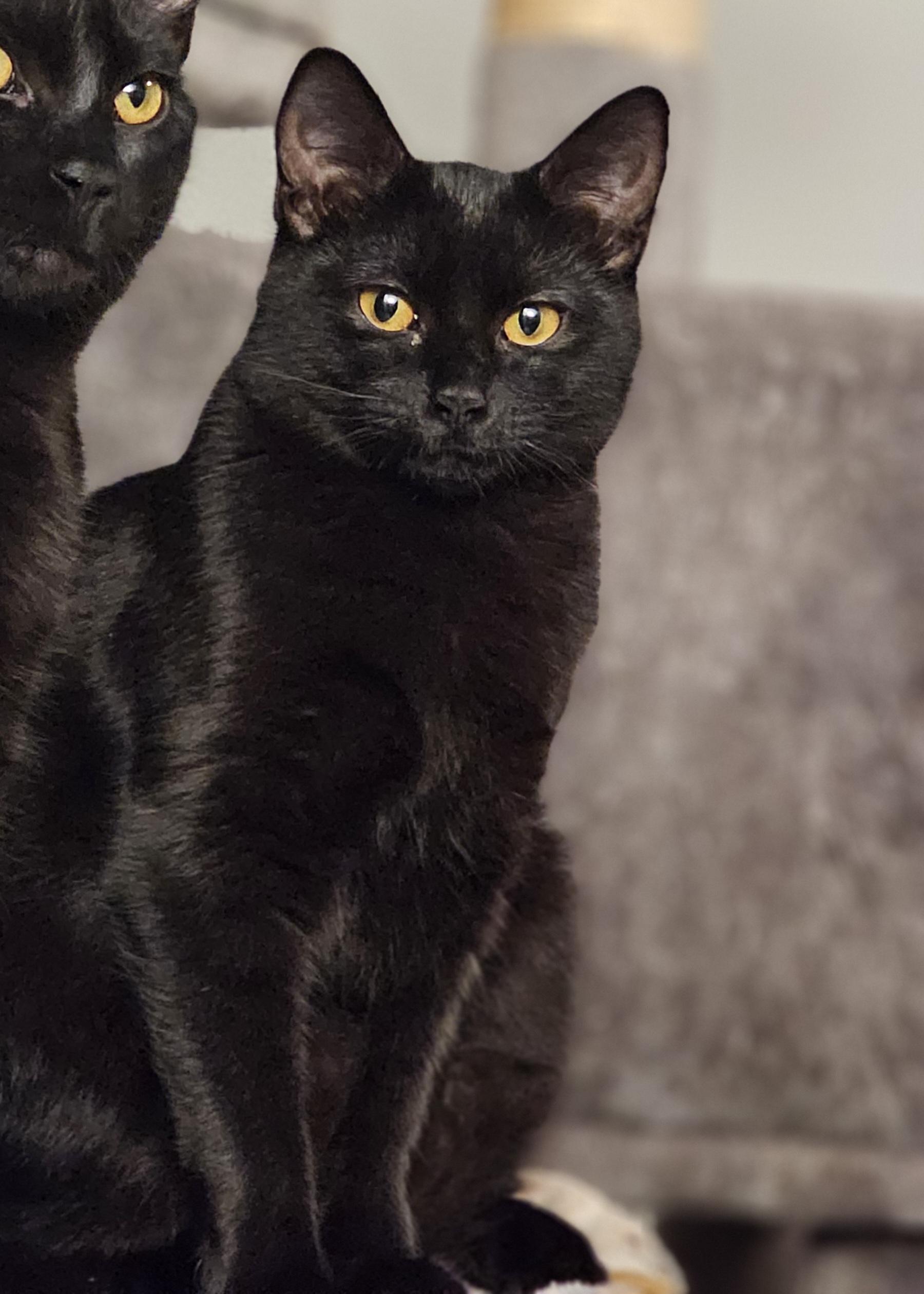 DOVE (Sibling to GODIVA and Babe RUTH) , Adoptable, Kitten Female Domestic Short Hair.