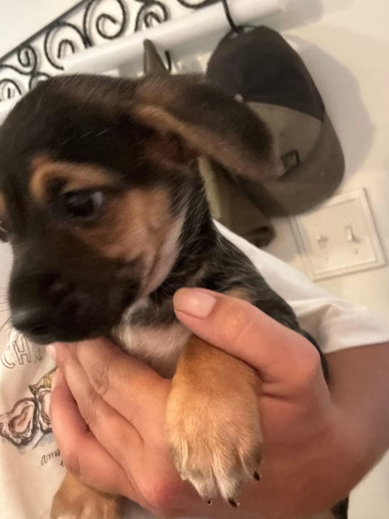 Lucy, Adoptable, Puppy Female Chihuahua & Beagle.
