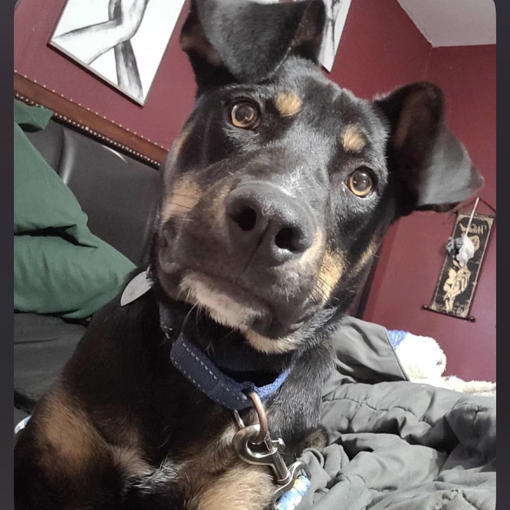 Tuck, Adoptable, Adult Male Doberman Pinscher.