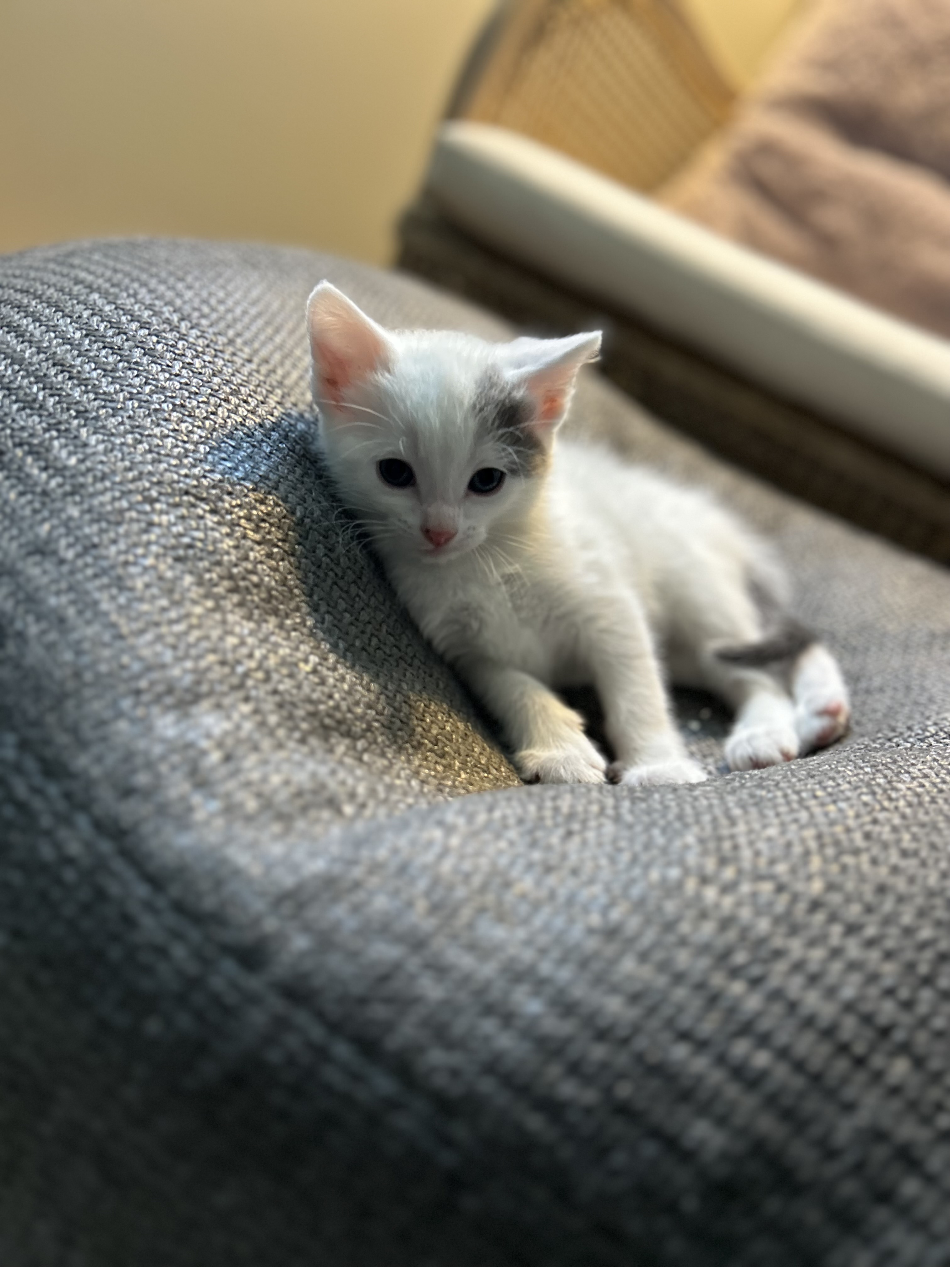Smudge