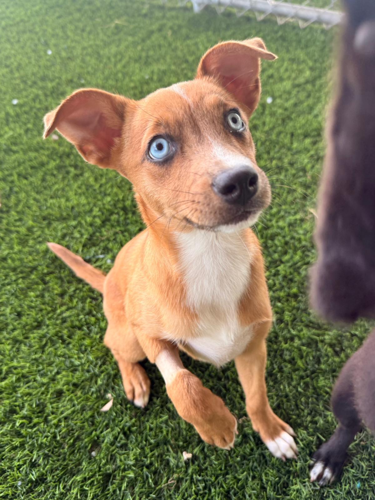 Enlarge Andy, a ADOPTABLE Mixed Breed in Morristown, NJ image 5/5