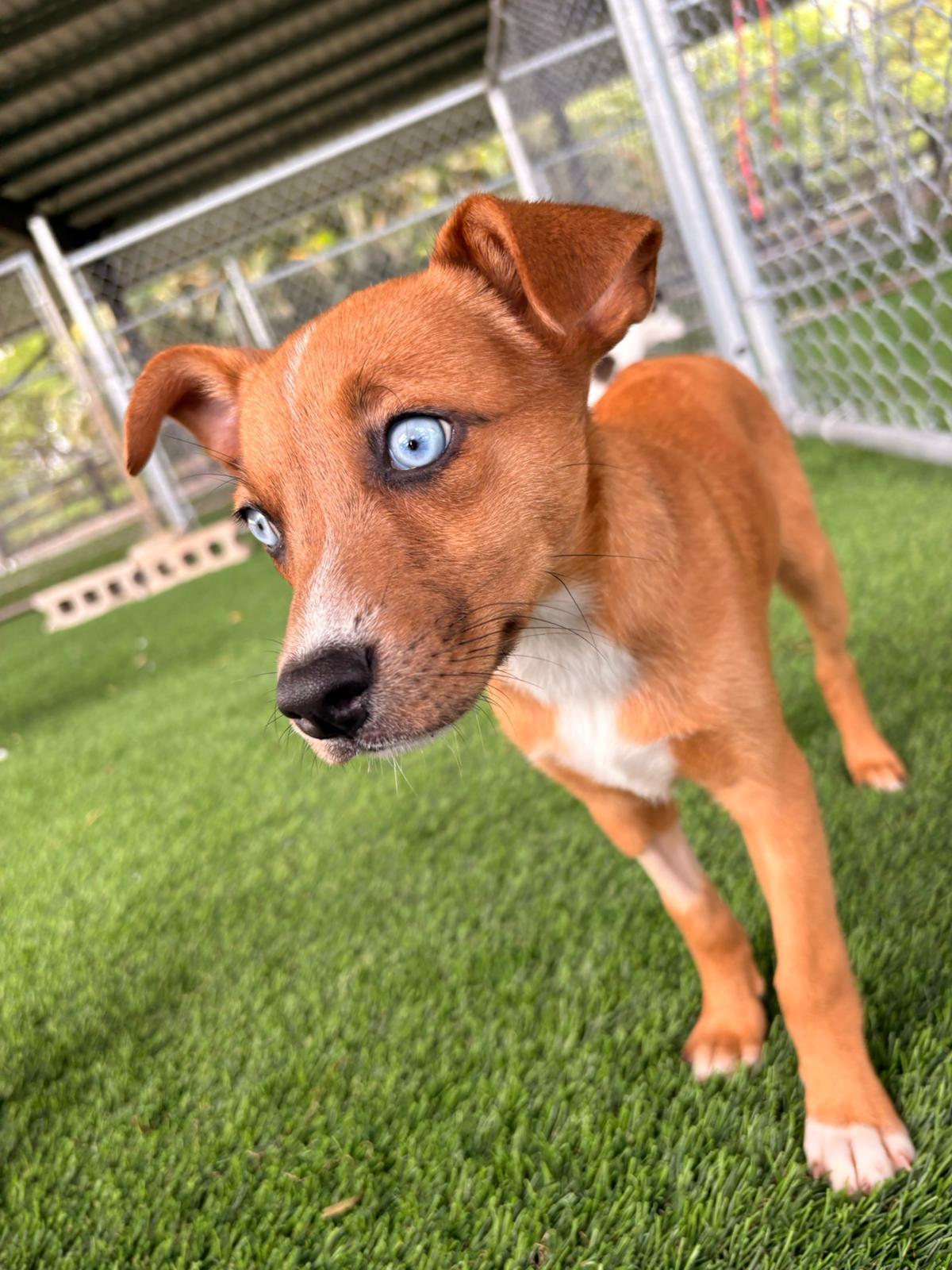 Enlarge Andy, a ADOPTABLE Mixed Breed in Morristown, NJ image 2/5