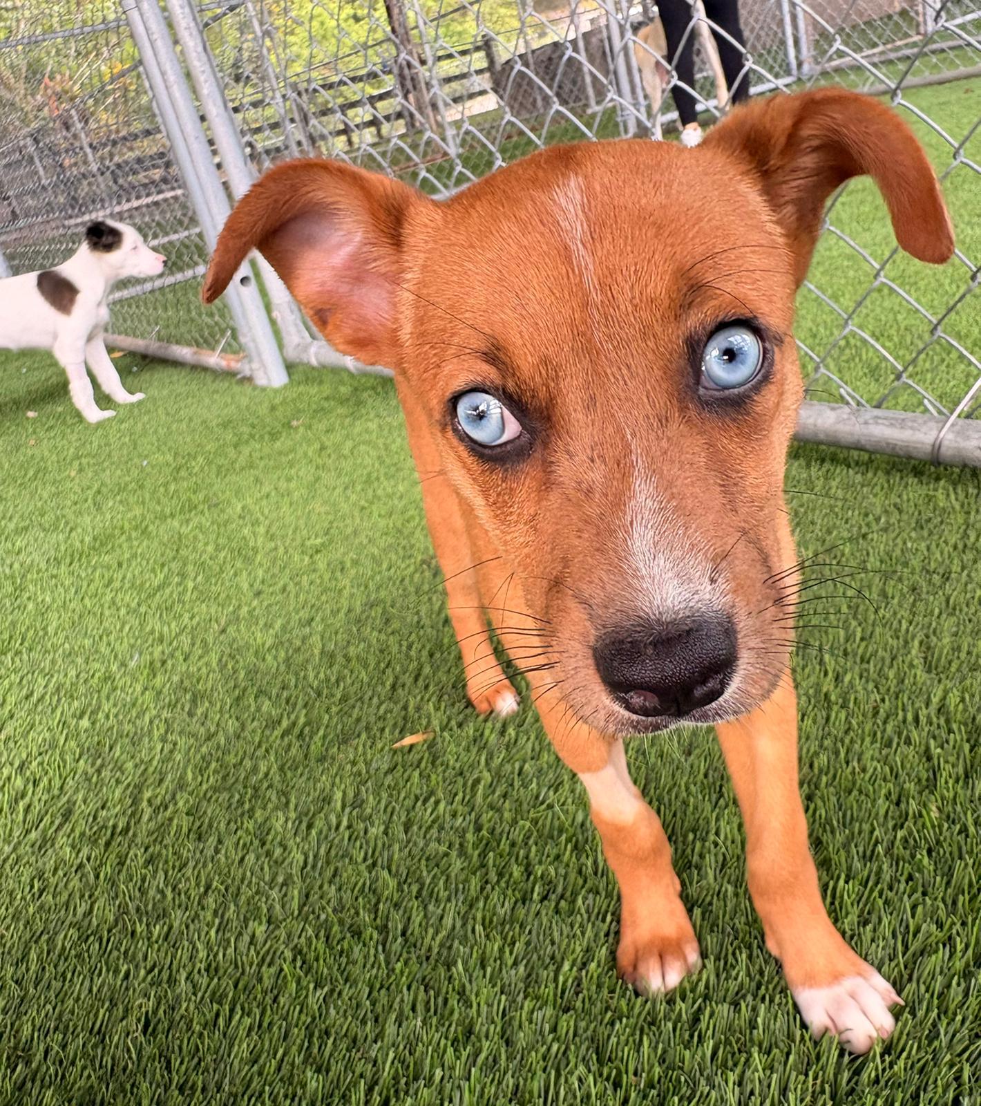 Enlarge Andy, a ADOPTABLE Mixed Breed in Morristown, NJ image 4/5