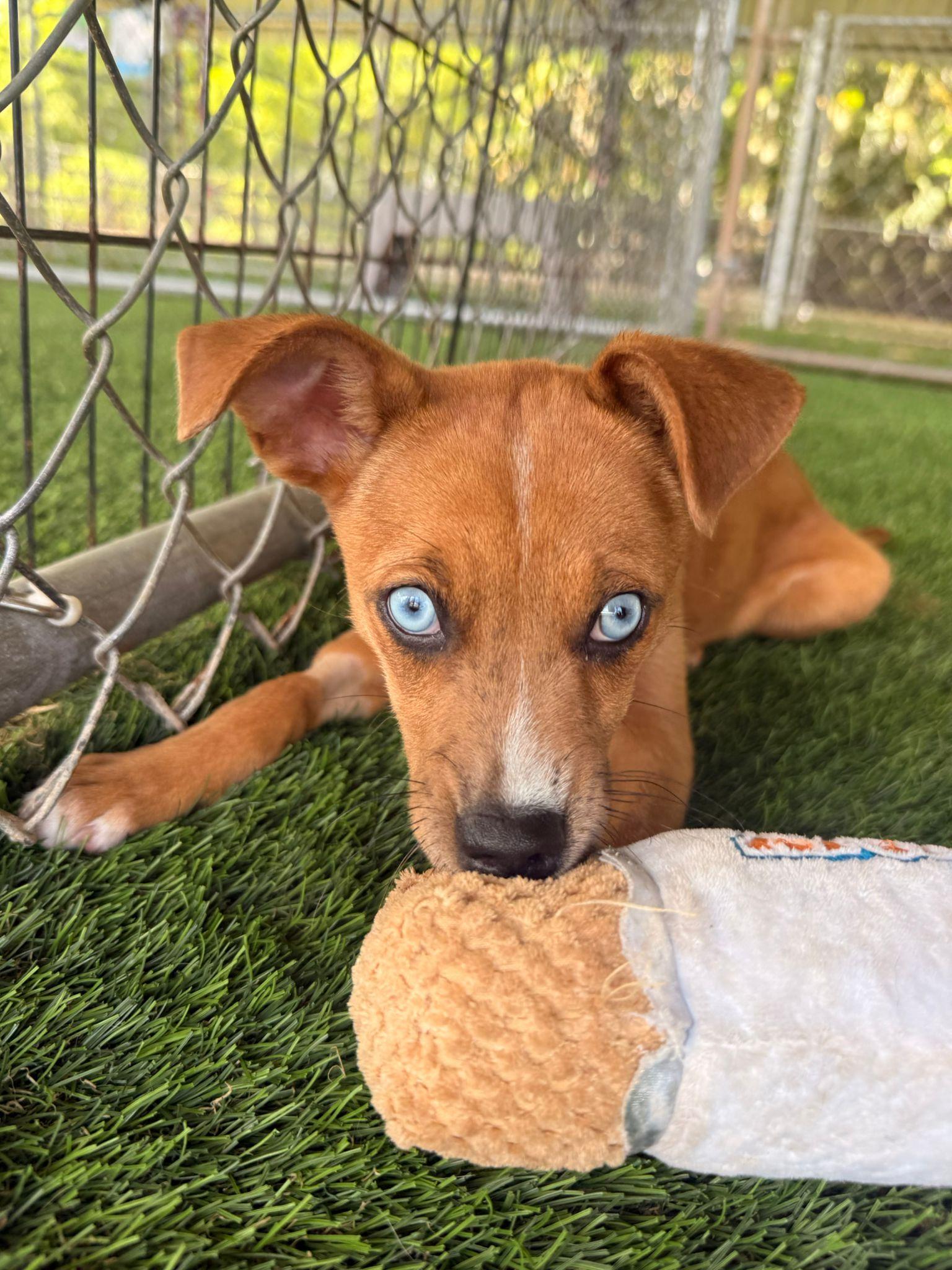 Enlarge Andy, a ADOPTABLE Mixed Breed in Morristown, NJ image 1/5