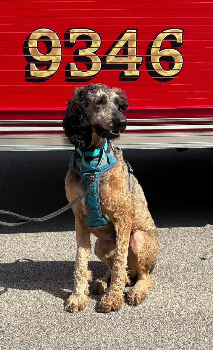 Enlarge Oaklee, a Adoptable Goldendoodle in Appleton, WI image 2/4