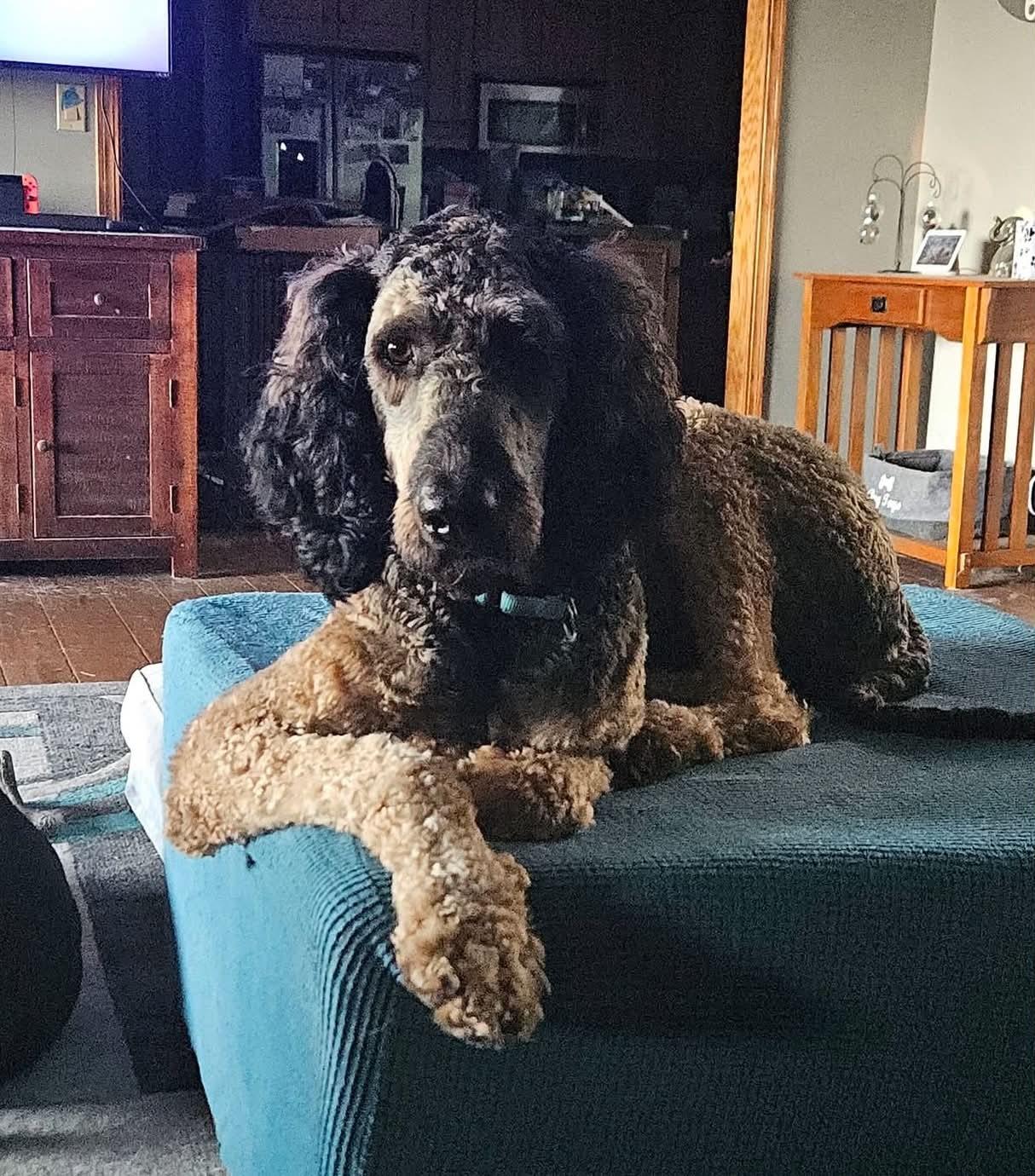 Enlarge Oaklee, a Adoptable Goldendoodle in Appleton, WI image 1/4