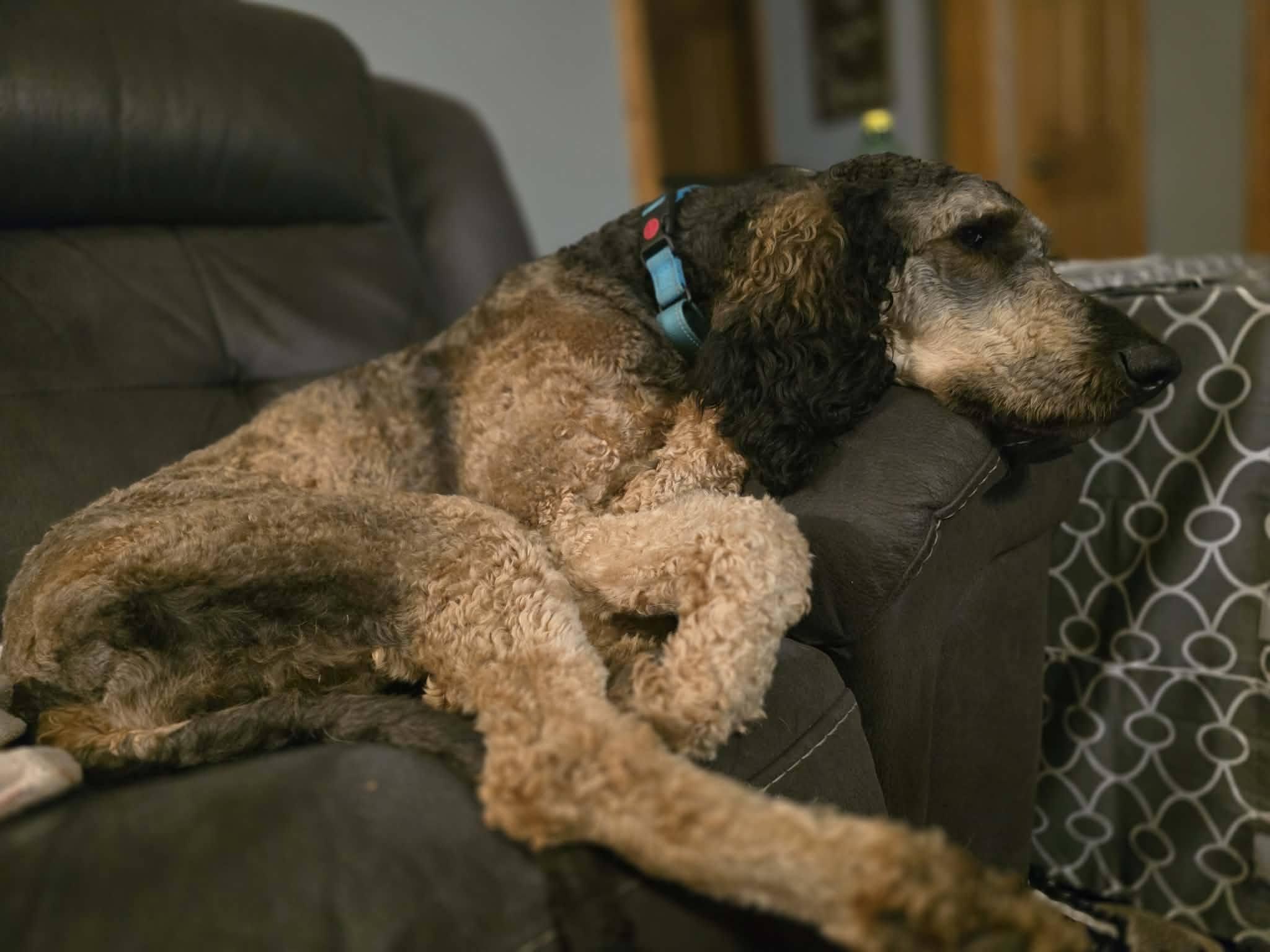 Enlarge Oaklee, a Adoptable Goldendoodle in Appleton, WI image 4/4