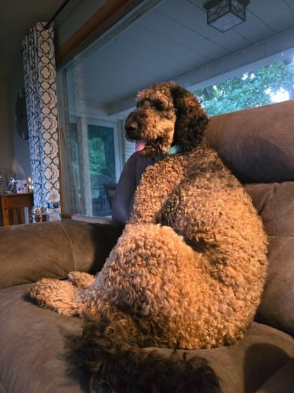 Enlarge Oaklee, a Adoptable Goldendoodle in Appleton, WI image 3/4