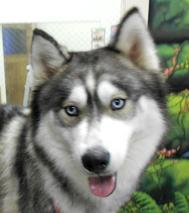Loki
