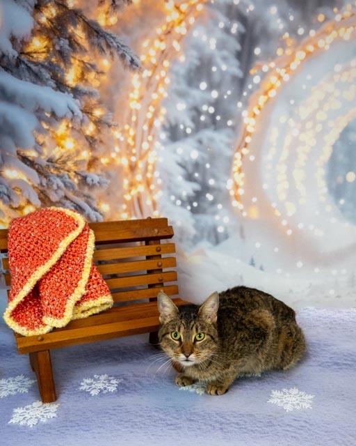 Enlarge Dolly, a ADOPTABLE Domestic Short Hair in Lapeer, MI image 2/6